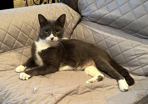 MORGAN - Domestic Short Hair available for adoption