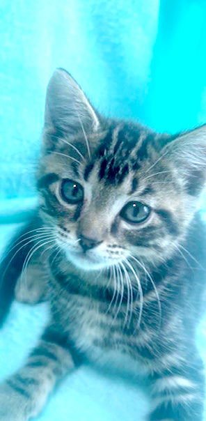 BOB - Tabby / Domestic Short Hair available for adoption