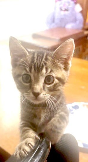 BOB - Tabby / Domestic Short Hair available for adoption