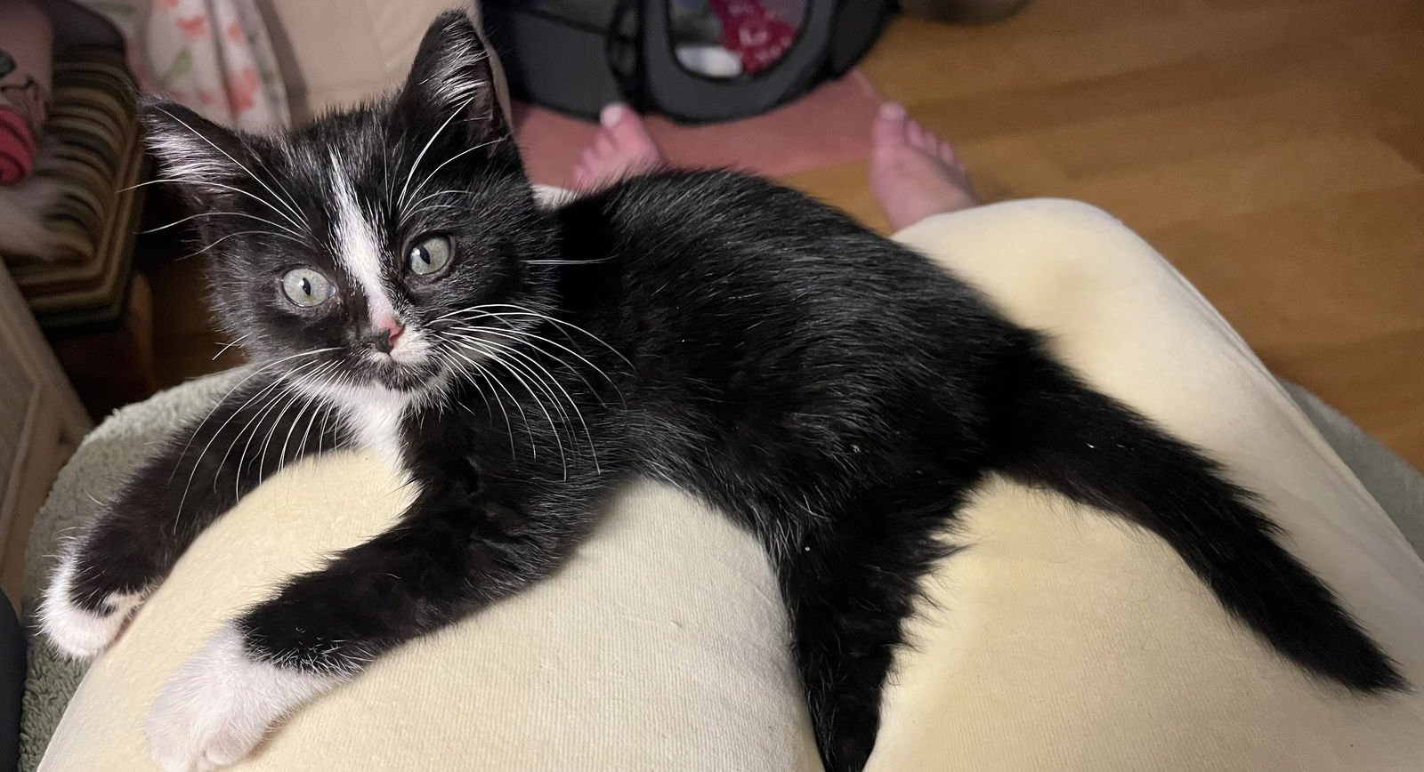 BUNNI - Tuxedo / Domestic Medium Hair for adoption in Mobile