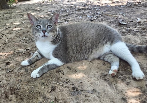 DIANA ROSS - Tabby / Domestic Short Hair available for adoption