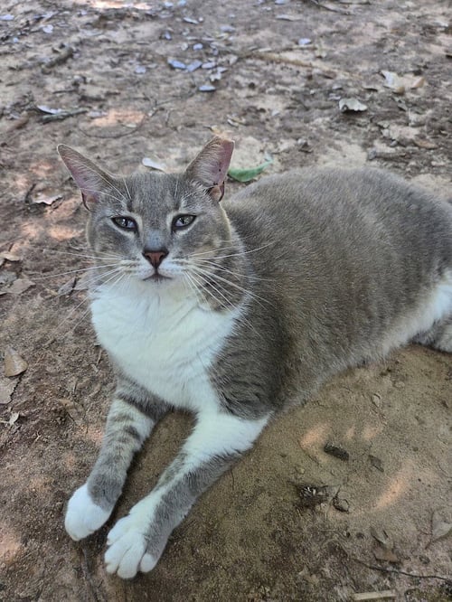 DIANA ROSS - Tabby / Domestic Short Hair available for adoption