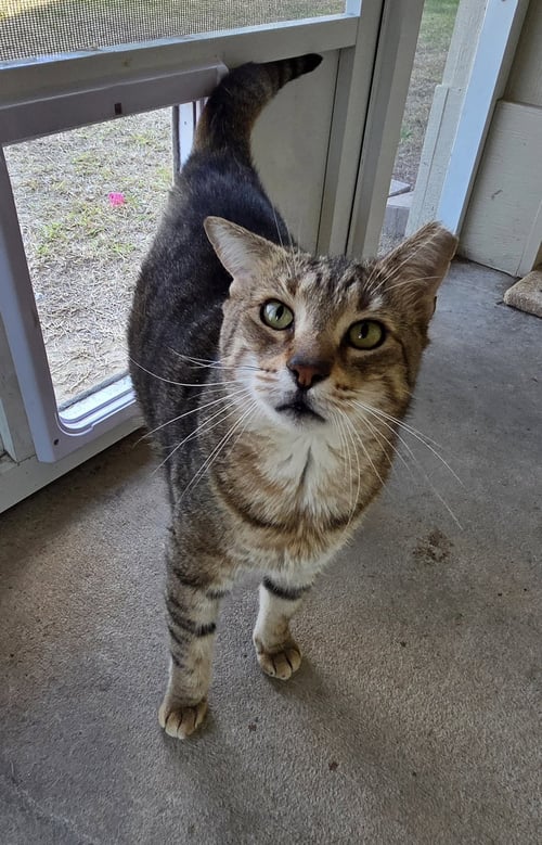 RANDOM - Domestic Short Hair / Tabby available for adoption