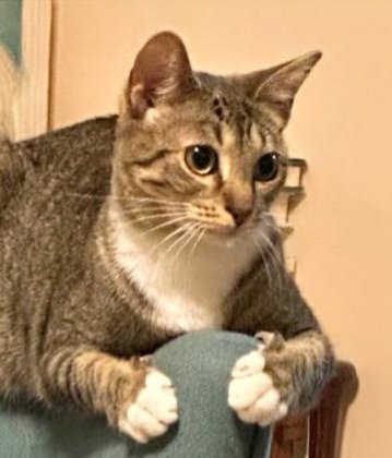 TINKERBELL - American Shorthair / Tabby available for adoption