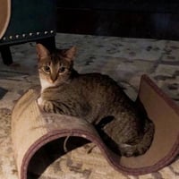 Tinkerbell - Photo 6