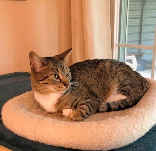 TINKERBELL - American Shorthair / Tabby available for adoption