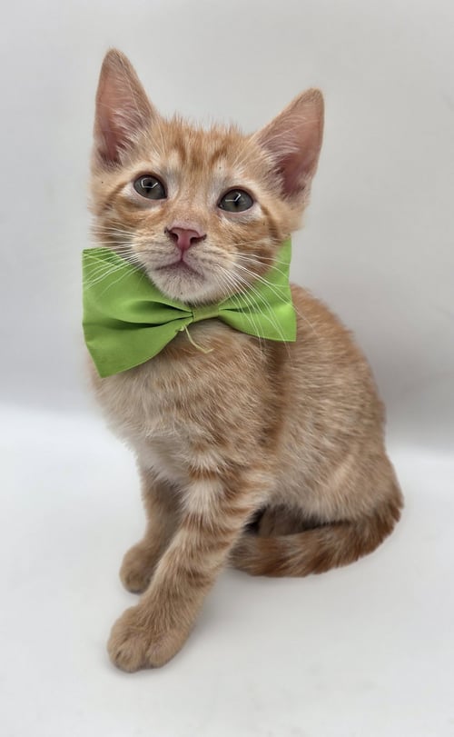 JUZI - Domestic Short Hair / Tabby available for adoption