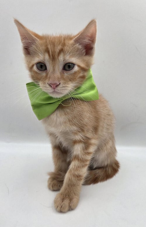 JUZI - Domestic Short Hair / Tabby available for adoption