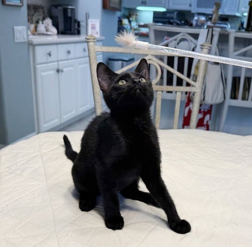 BEKA - American Shorthair / Bombay available for adoption