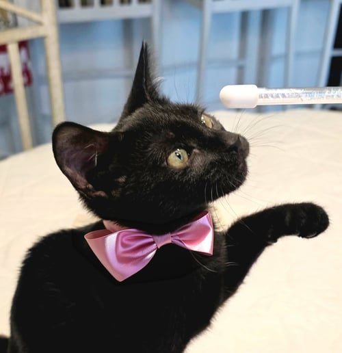 BEKA - American Shorthair / Bombay available for adoption