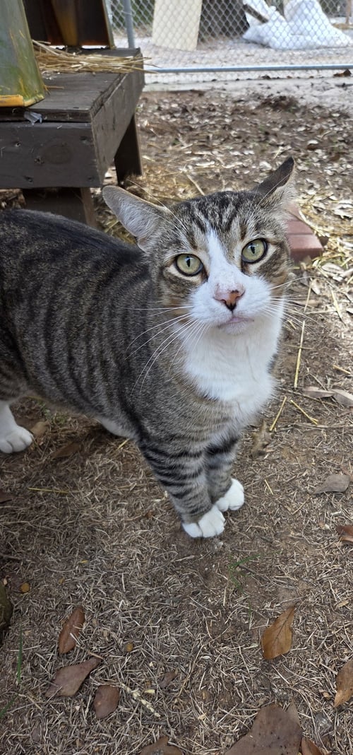 BOOTS - Domestic Short Hair / Tabby available for adoption