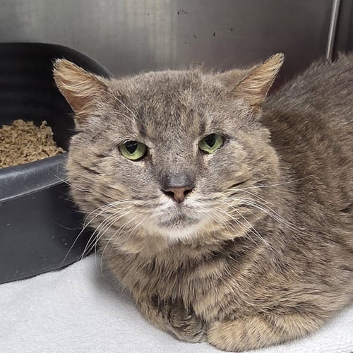 PHIL - Tabby / Domestic Short Hair available for adoption