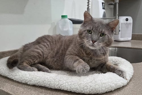 PHIL - Tabby / Domestic Short Hair available for adoption