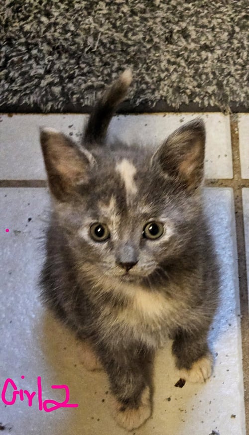 KIRA - Dilute Calico / American Shorthair available for adoption