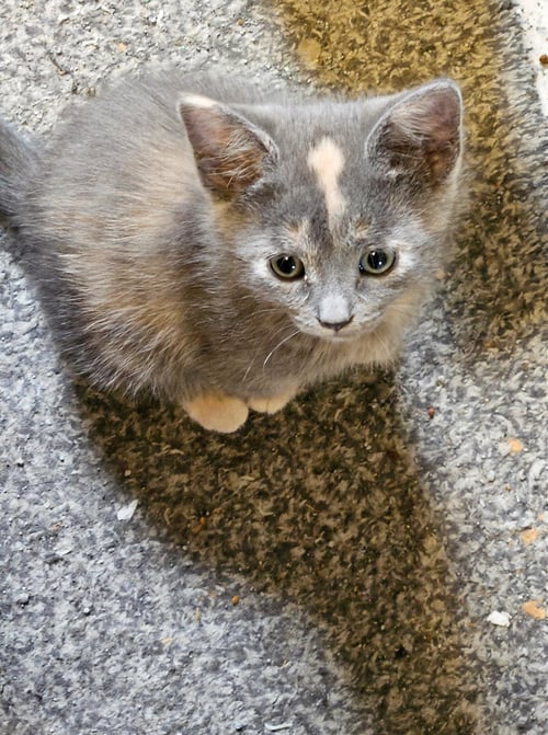 KIRA - Dilute Calico / American Shorthair available for adoption