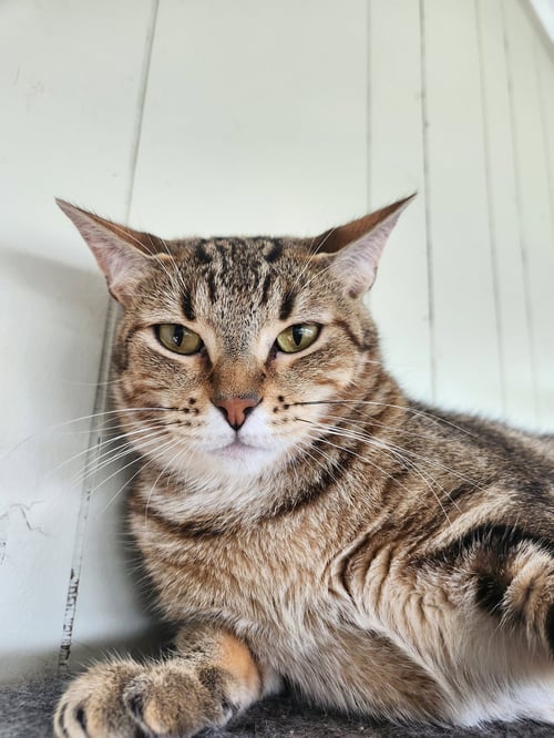 CHARLOTTE - Domestic Short Hair / Tabby available for adoption