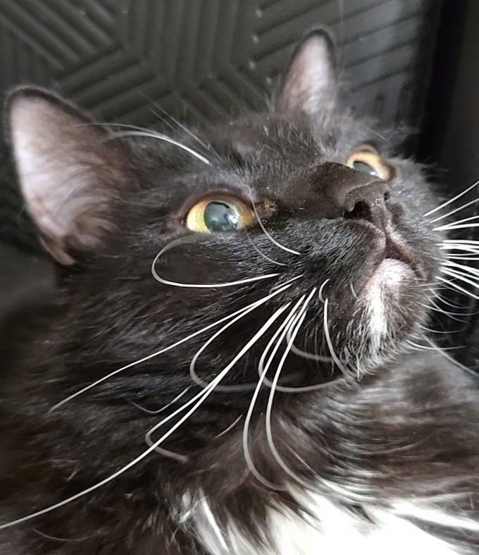 KENNY (BLIND) - Domestic Long Hair / Norwegian Forest Cat available for adoption