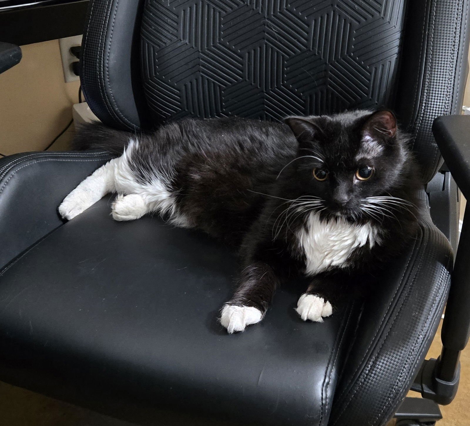 KENNY (BLIND) - Domestic Long Hair / Norwegian Forest Cat available for adoption