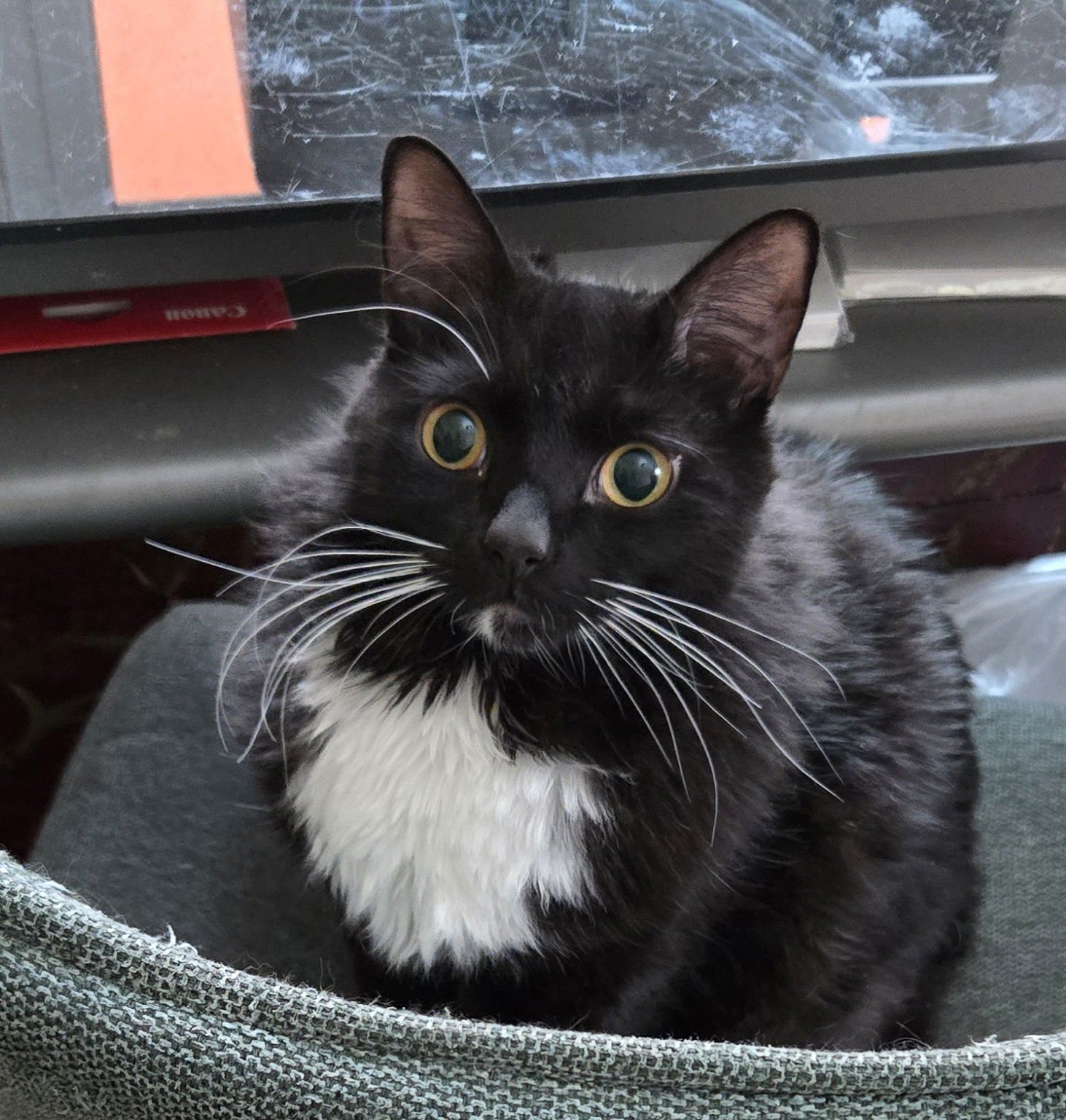 Kenny (blind) - Photo 3