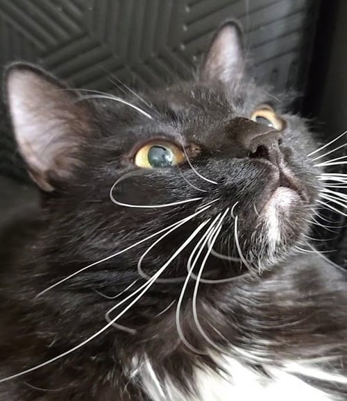 KENNY - Domestic Long Hair / Norwegian Forest Cat available for adoption