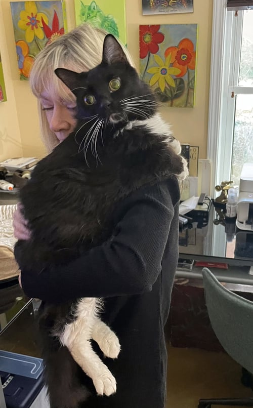 KENNY - Domestic Long Hair / Norwegian Forest Cat available for adoption