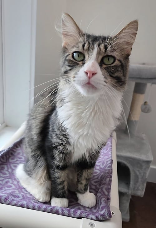 TORTILLINI - Domestic Medium Hair / Tabby available for adoption