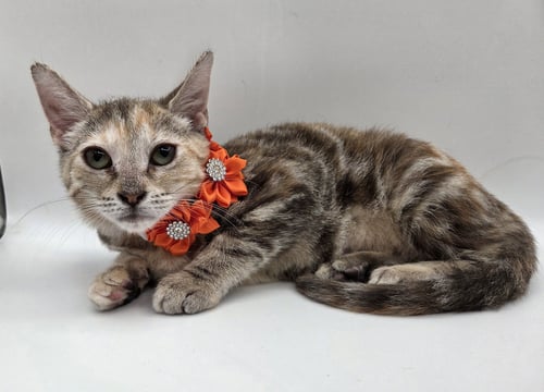 OPAL - Domestic Short Hair / Torbie available for adoption