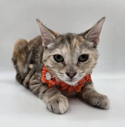 OPAL - Domestic Short Hair / Torbie available for adoption