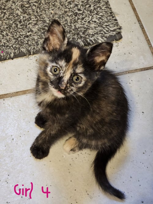 KANDY - Tortoiseshell / American Shorthair available for adoption