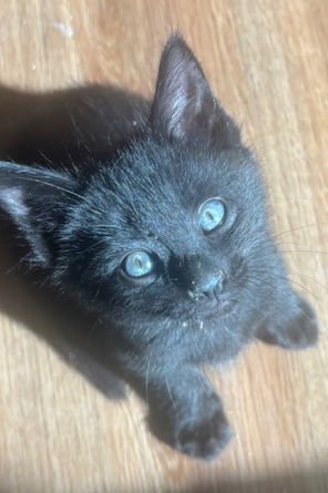 FERDINAND - Domestic Short Hair / Bombay available for adoption