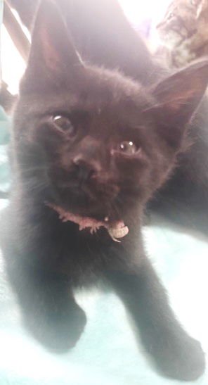 FERDINAND - Domestic Short Hair / Bombay available for adoption