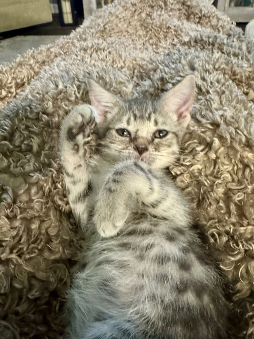 LEAH - Tabby / American Shorthair available for adoption