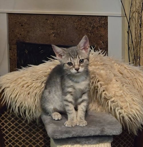 LEAH - Tabby / American Shorthair available for adoption
