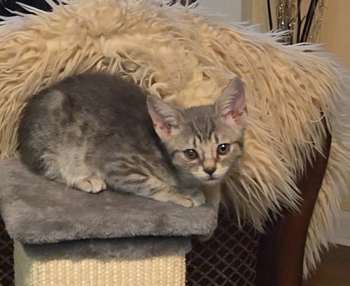 LEAH - Tabby / American Shorthair available for adoption