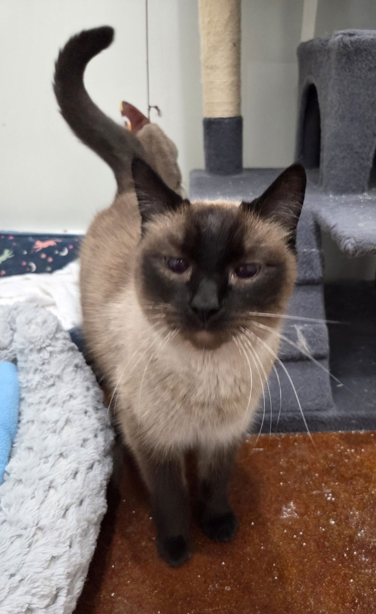 JOHNIE - Siamese / Domestic Short Hair available for adoption