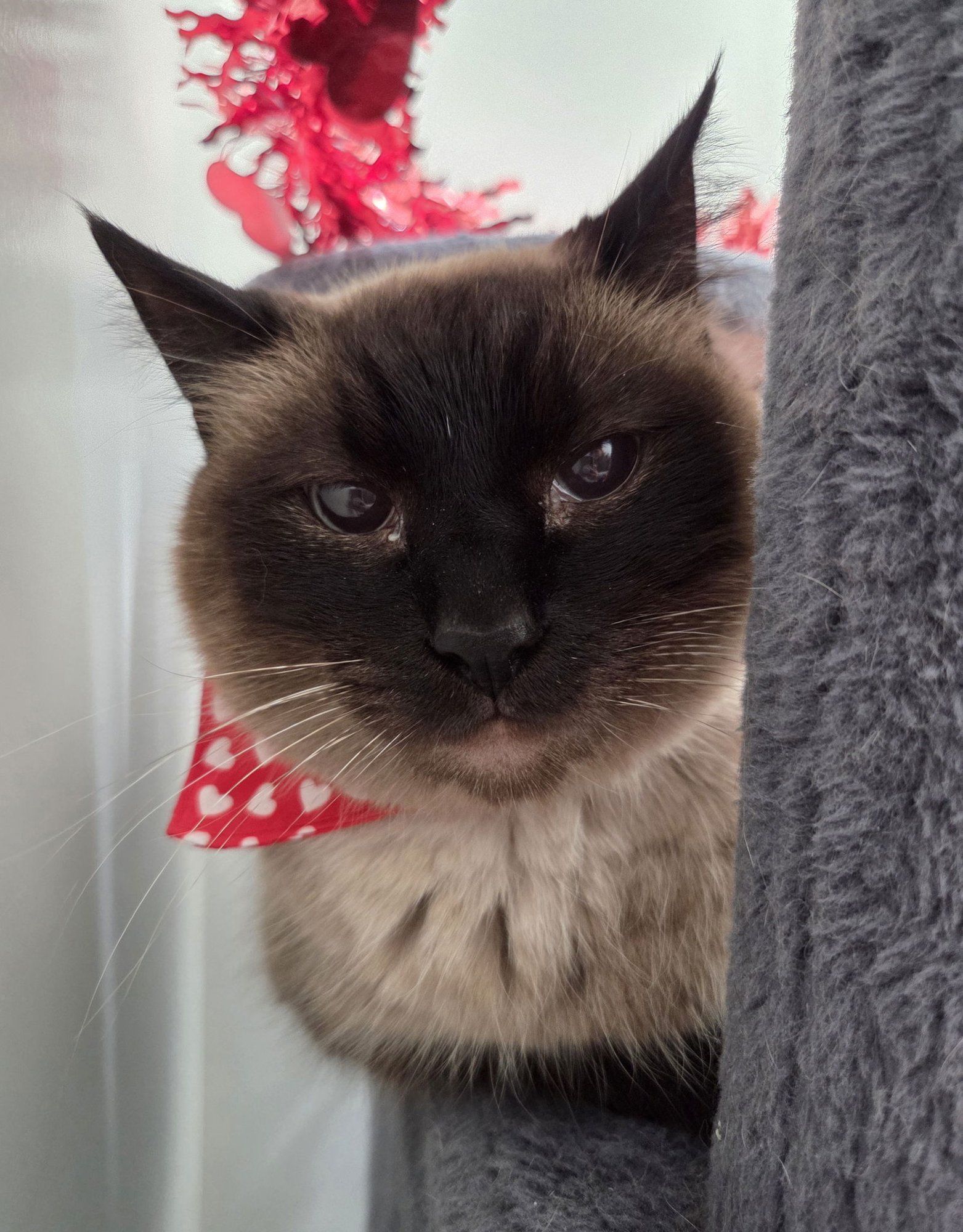 JOHNIE - Siamese / Domestic Short Hair available for adoption