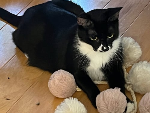 MERLYN - Tuxedo / Domestic Medium Hair available for adoption