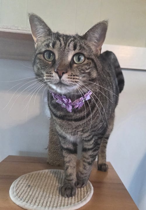 GIDGIT - Domestic Short Hair / Tabby available for adoption