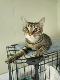 Gidgit - Photo 6