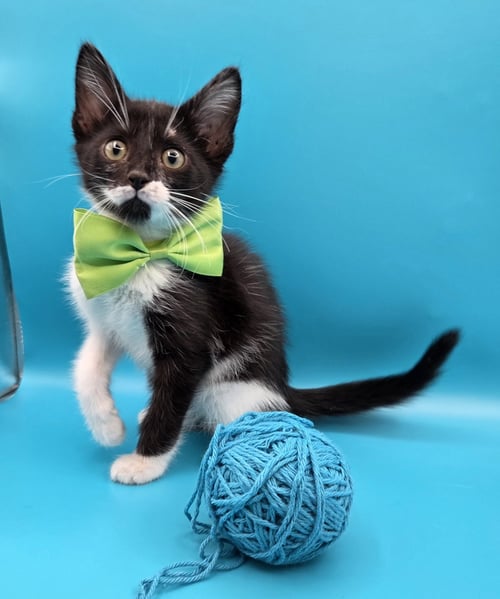 COSTA - Domestic Short Hair / Tuxedo available for adoption