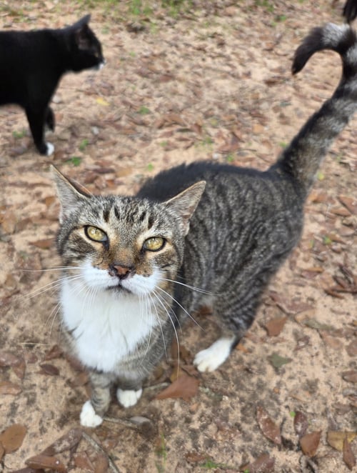 KITCHI - Domestic Short Hair / Tabby available for adoption