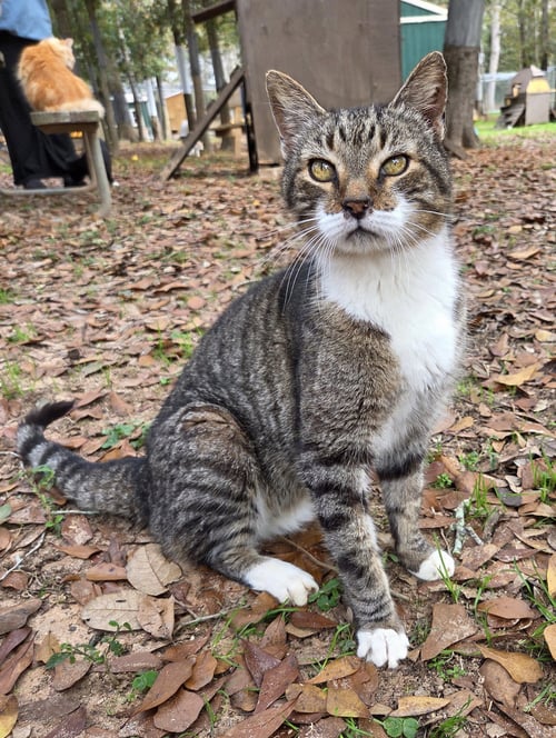 KITCHI - Domestic Short Hair / Tabby available for adoption