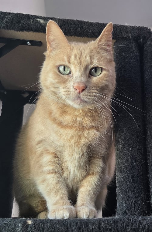 WAFFLES - Domestic Short Hair available for adoption