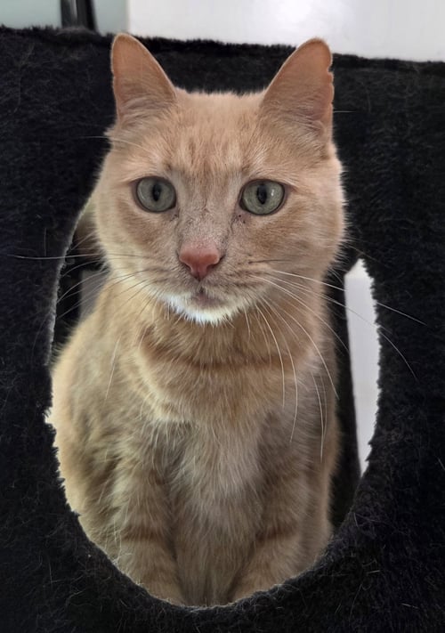 WAFFLES - Domestic Short Hair available for adoption