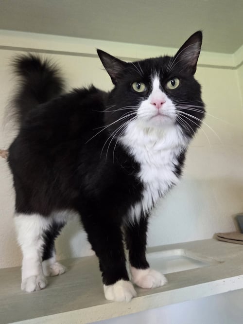 LUCKY KIDD - Domestic Medium Hair / Tuxedo available for adoption