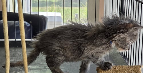 KLOI - Dilute Tortoiseshell / Domestic Long Hair available for adoption