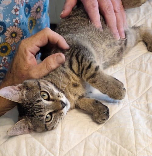 BEAN - Tabby / American Shorthair available for adoption