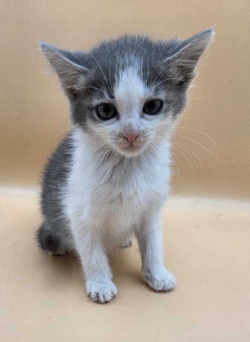 MOTOR OIL - Domestic Short Hair available for adoption