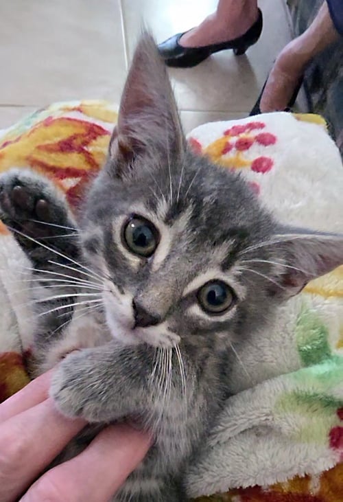 ODIE - Tabby available for adoption