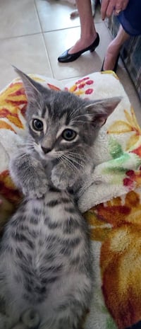 Odie - Photo 3